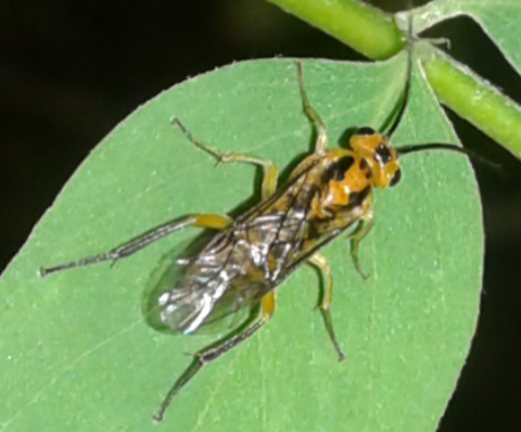 Tenthredinidae : Nematus tibialis?